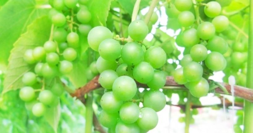 Osmanlı Mutfağının Vazgeçilmezi Koruk Nedir? Korukla Ne Tür Yemekler yapılır?